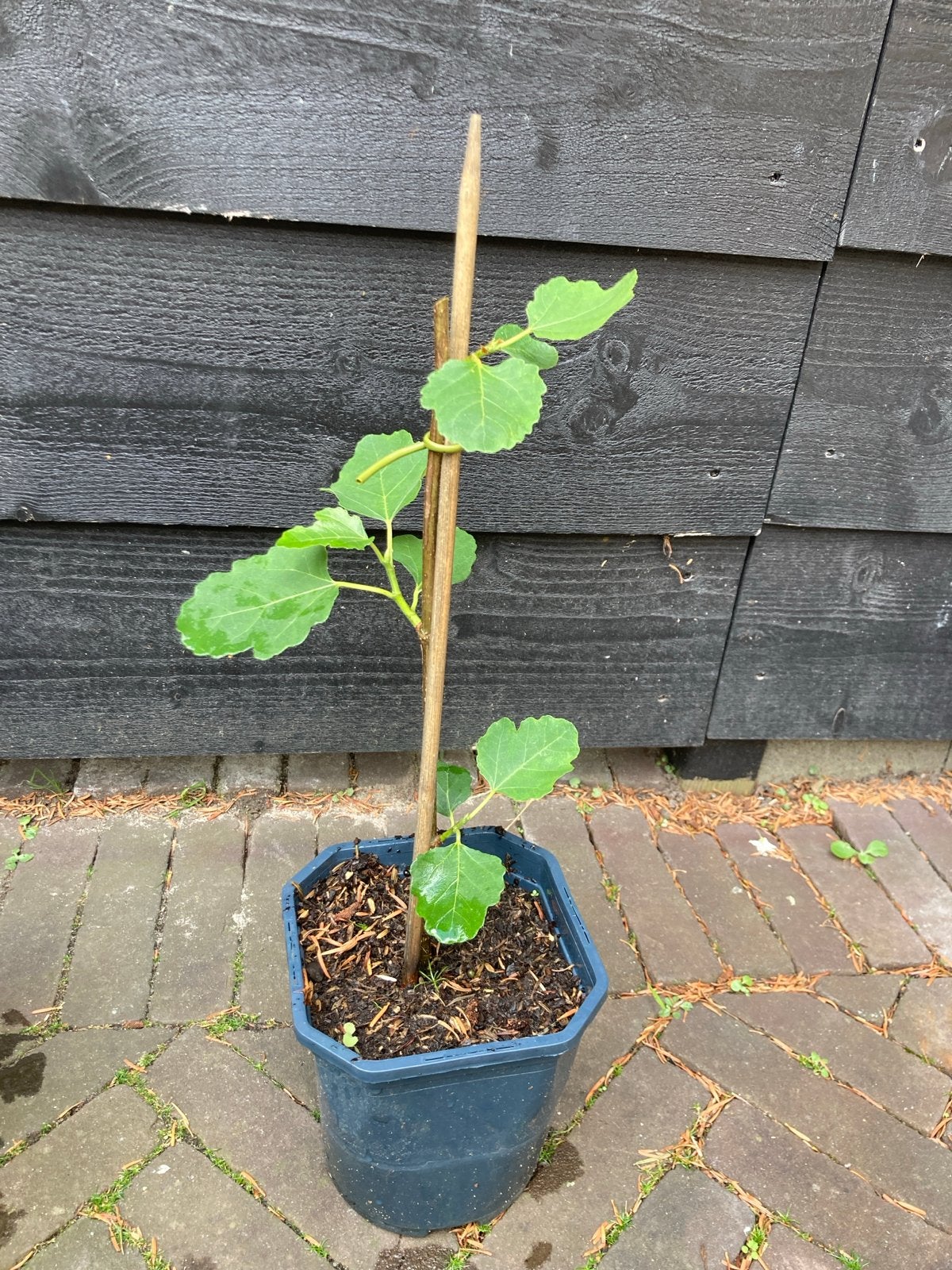 Jonge vijgenboom in pot - klaar om te planten, Ophalen, Volle zon, Vaste plant, Zomer