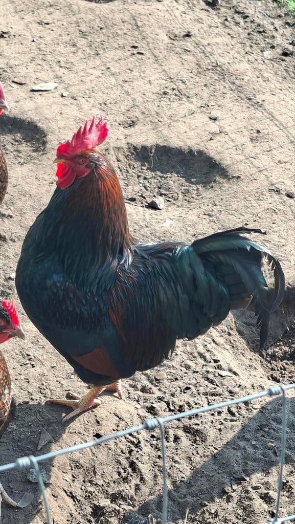 Broedeieren van raszuivere grote Barneveldse kippen, Dieren en Toebehoren, Pluimvee, Geslacht onbekend, Kip