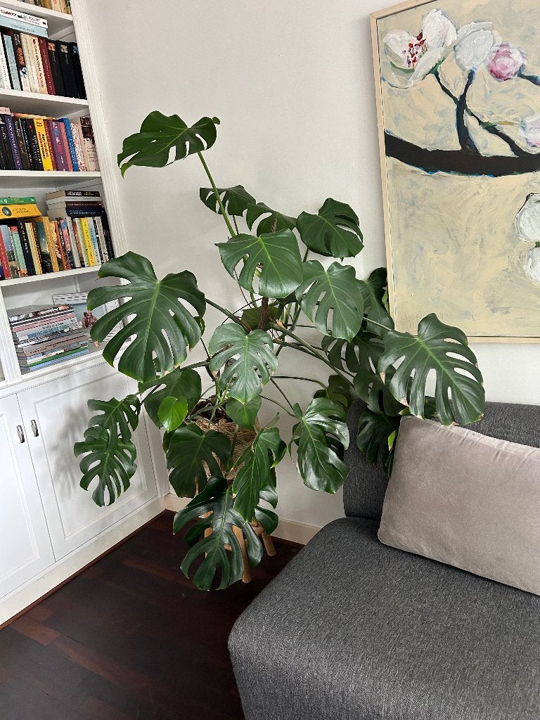 Monstera Deliciosa | gatenplant, Huis en Inrichting, Ophalen, 100 tot 150 cm, Overige soorten, Halfschaduw