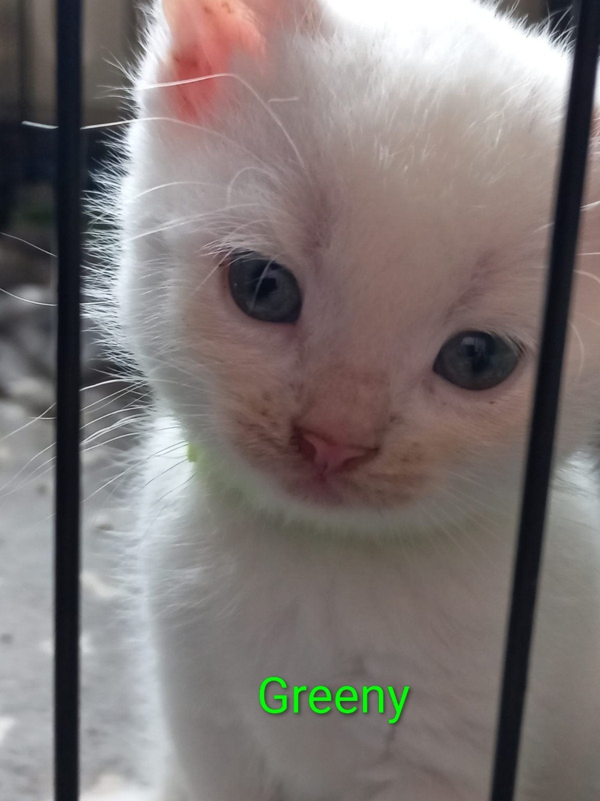 Nog 1 mooie sociale kitten. Nu voor €175,-