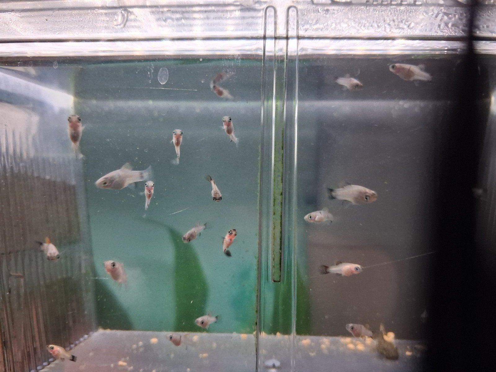 Jonge platy,s, Dieren en Toebehoren, Vissen | Aquariumvissen, Vis, Zoetwatervis