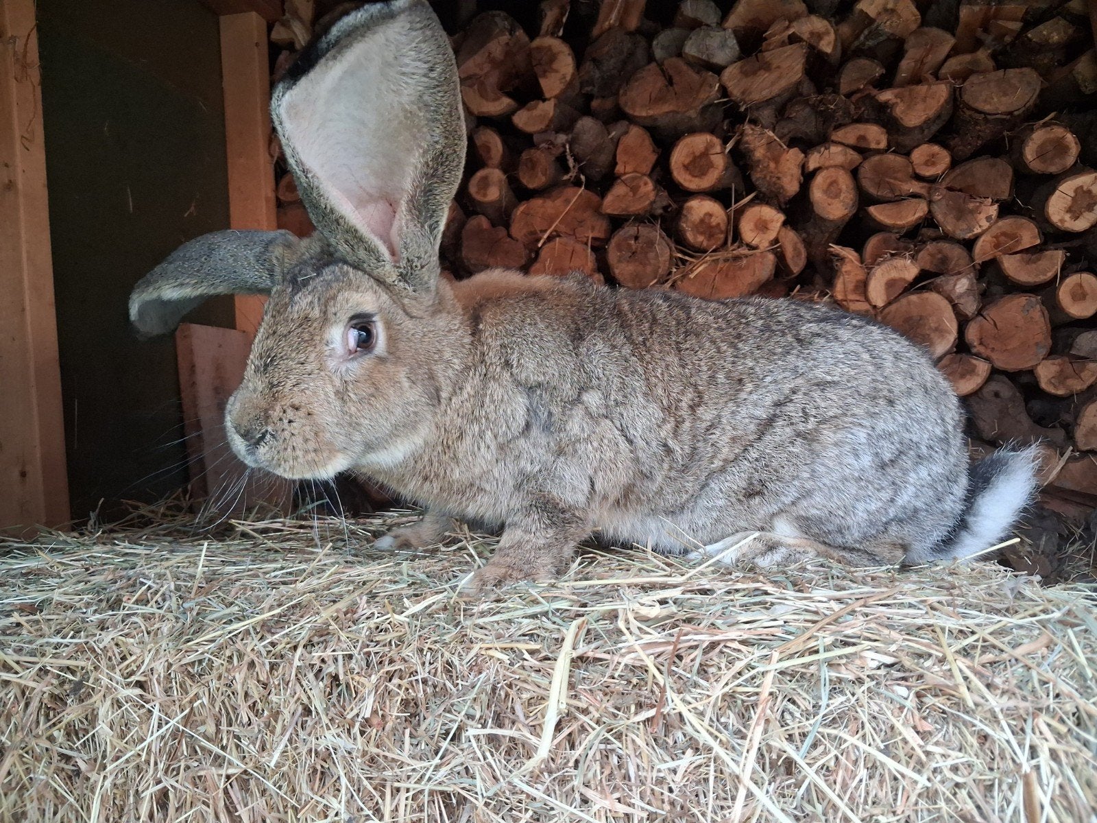 vlaamse reus, Dieren en Toebehoren, Konijnen, Mannelijk, Groot, 0 tot 2 jaar