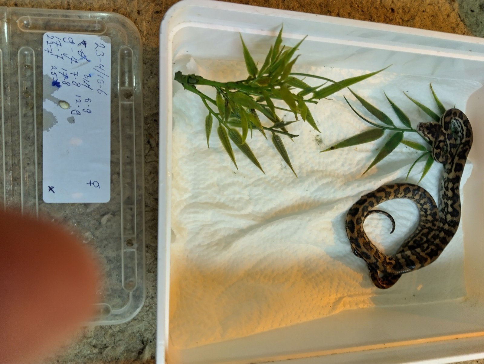 tapijtpythons aangeboden Carpet Python photo 3