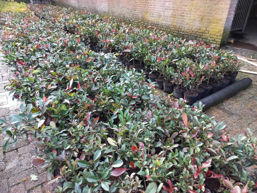 Glansmispel photinia fraseri red robin, Overige soorten, Lente, Minder dan 100 cm, Ophalen