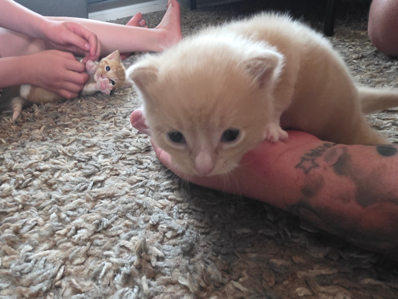 Kittens