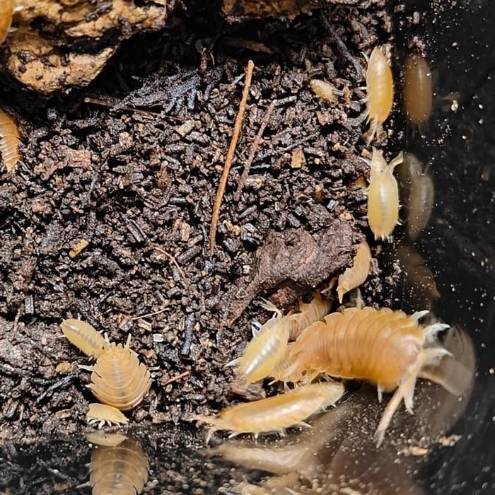 Porcellio laevis, Dieren en Toebehoren, Insecten en Spinnen, Overige soorten
