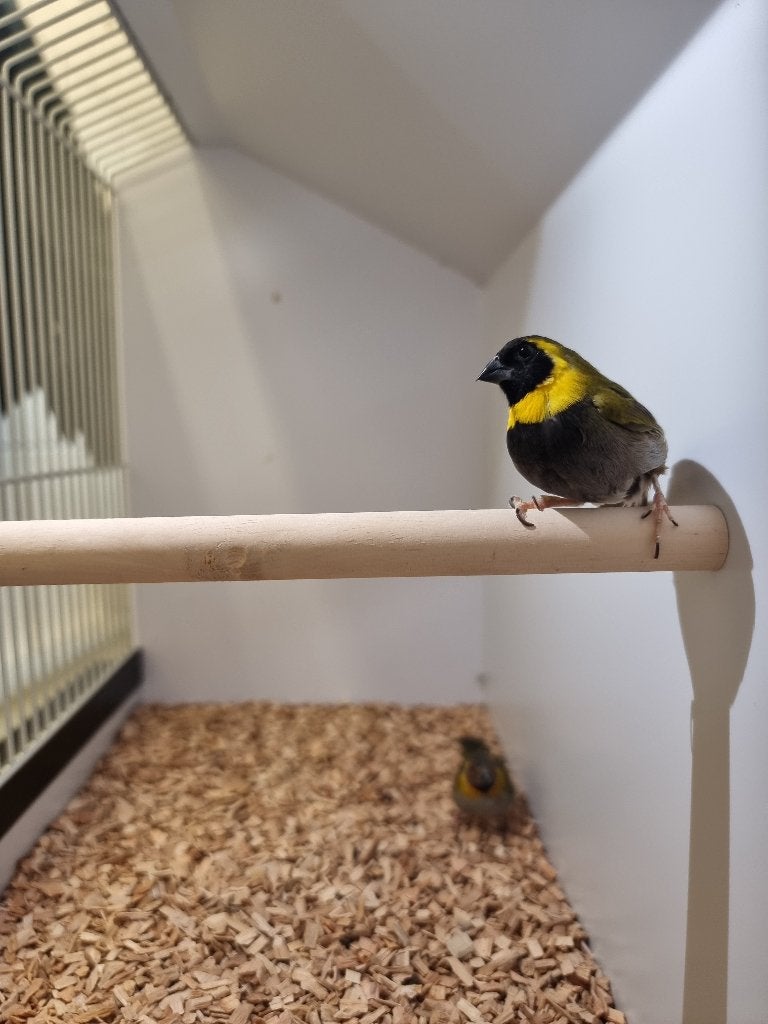 Cubavinken | Verschillende koppels | Passend advies, Dieren en Toebehoren, Meerdere dieren, Overige soorten