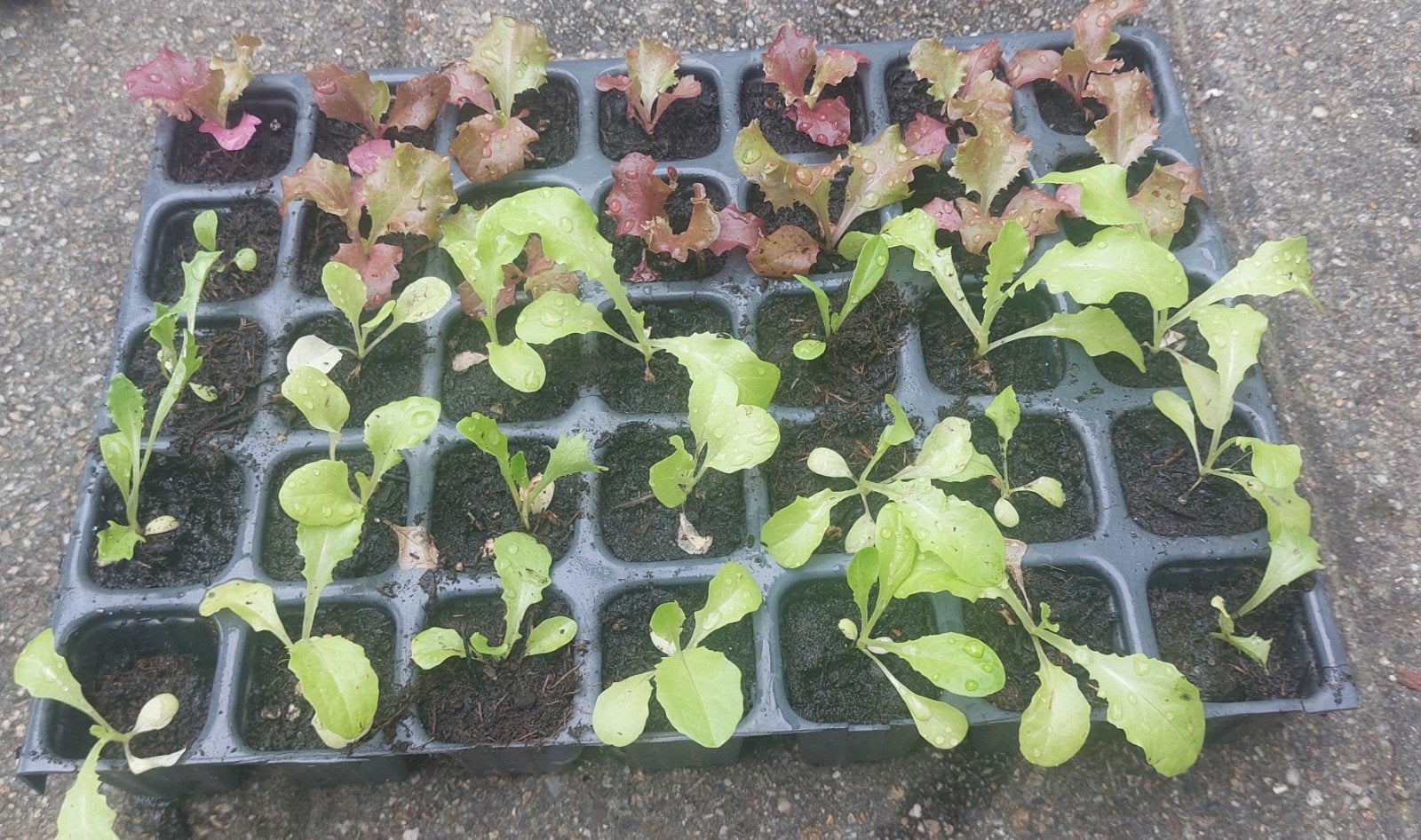 : Lollo Rosso, IJsberg, Romeinse, Rucola 4 stuks €1, Ophalen, Groenteplanten, Eenjarig, Bloeit niet