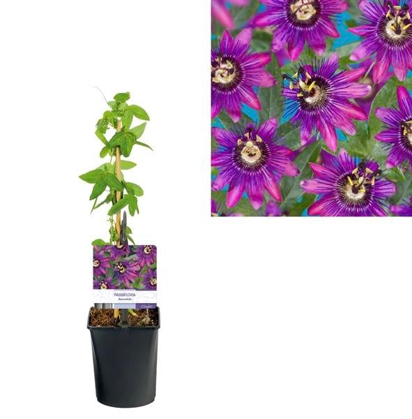 Passiflora klimplanten in maten leverbaar, Tuin en Terras, Planten | Tuinplanten, Eenjarig, Overige soorten, Volle zon, Ophalen of Verzenden