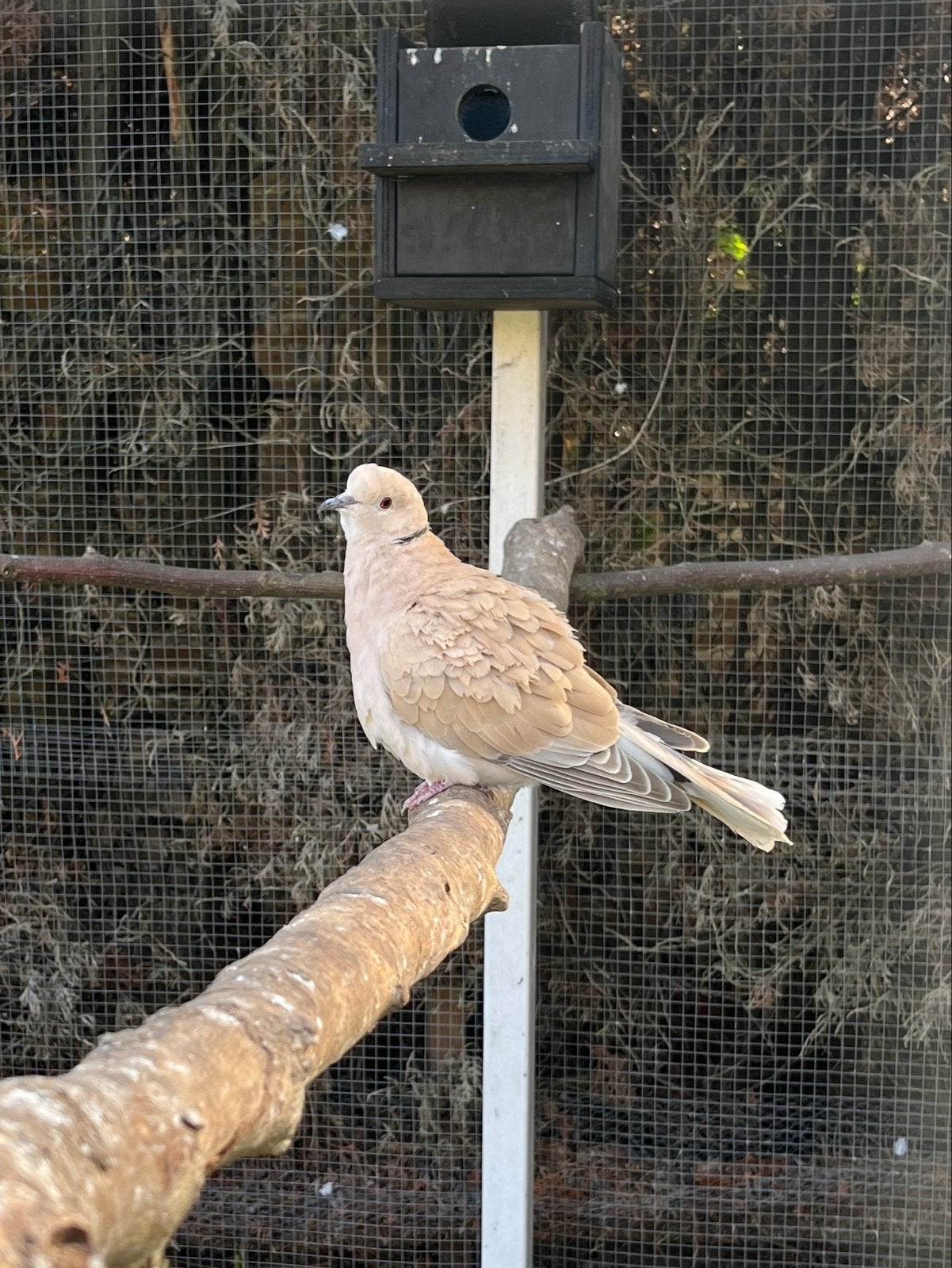 Twee lachduiven, Dieren en Toebehoren, Meerdere dieren