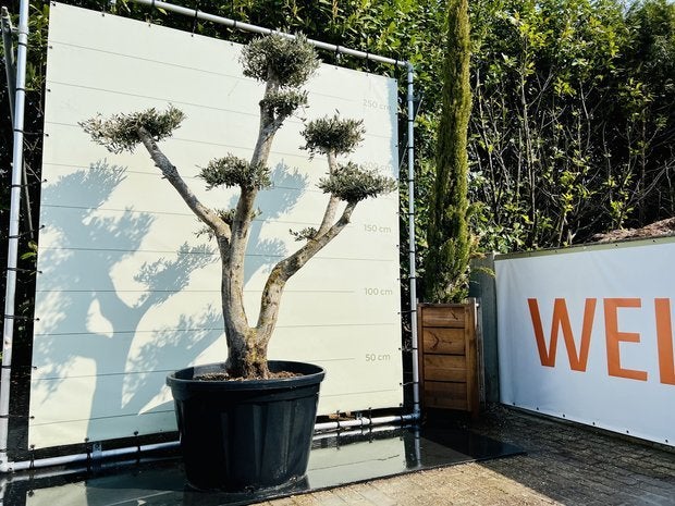 Olijfboom Pon-Pon - Olea Europea - stamomvang 60-80 cm, Ophalen of Verzenden, Olijfboom, 250 tot 400 cm, Zomer