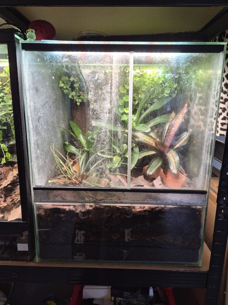 Terrarium 40x40x50 50,-, Dieren en Toebehoren, Ophalen, Gebruikt, Terrarium of Paludarium