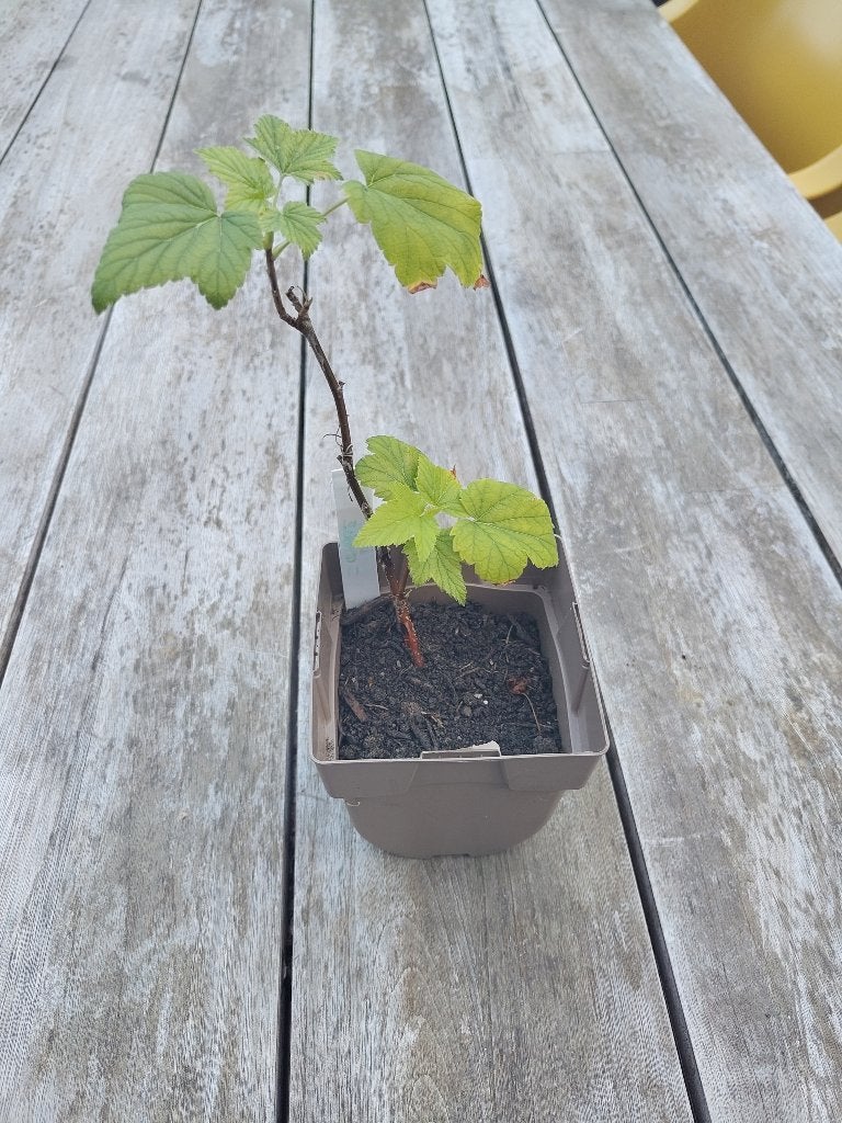 Zwarte bes, Tuin en Terras, Planten | Tuinplanten, Ophalen, Volle zon, Vaste plant, Fruitplanten