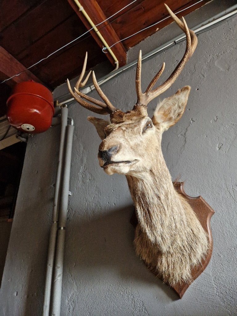 Opgezette hertenkop met gewei - Taxidermie, Ophalen, Gebruikt, Hert, Gewei of Kop