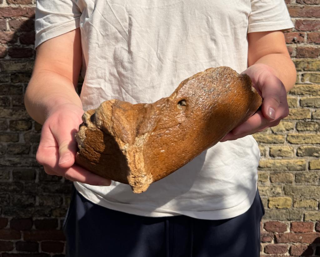Mammoet Kin Kaak Noordzee Fossiel, Ophalen of Verzenden, Fossiel