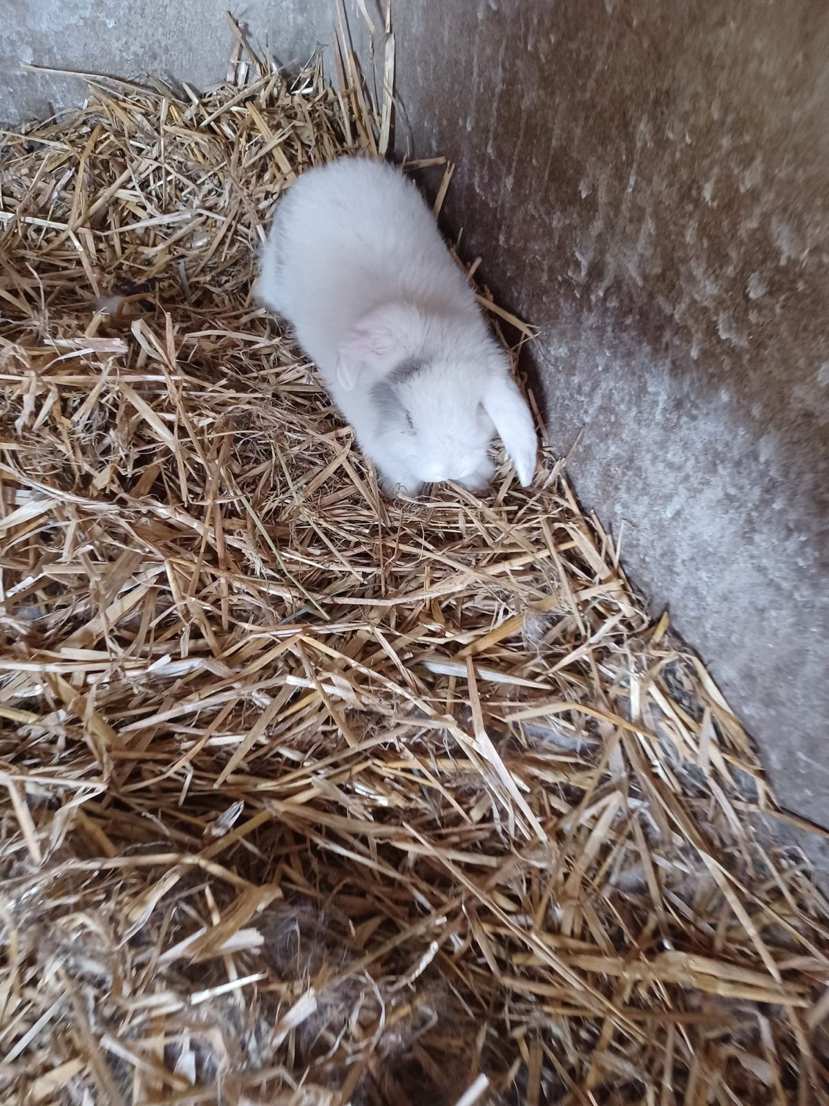 Jonge konijntjes mogen per 12-6 het nest verlaten, Meerdere dieren, Groot, Hangoor