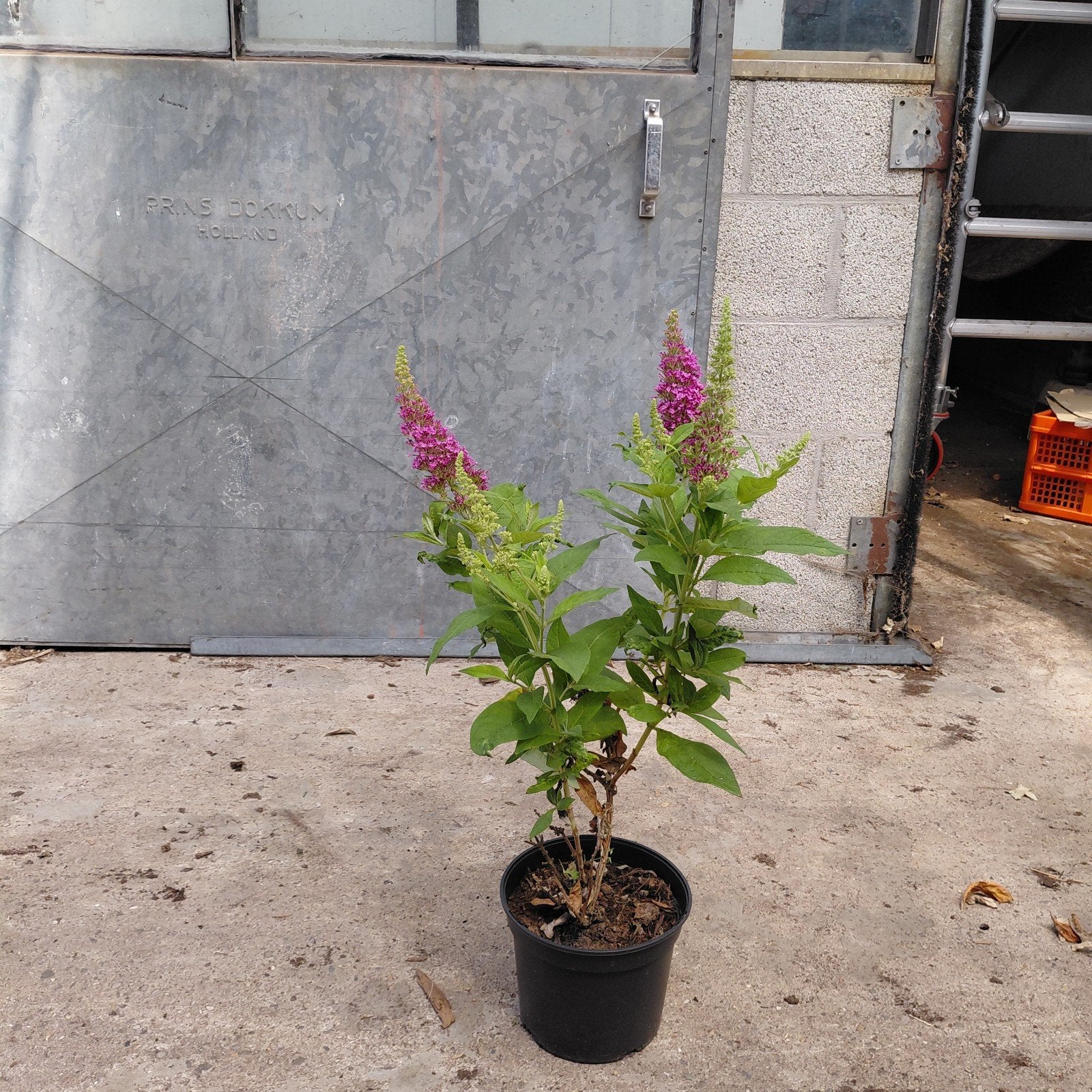 Buddleja B.C. 'Cerise' | Dwergvlinderstruik, Ophalen of Verzenden, Overige soorten, Volle zon