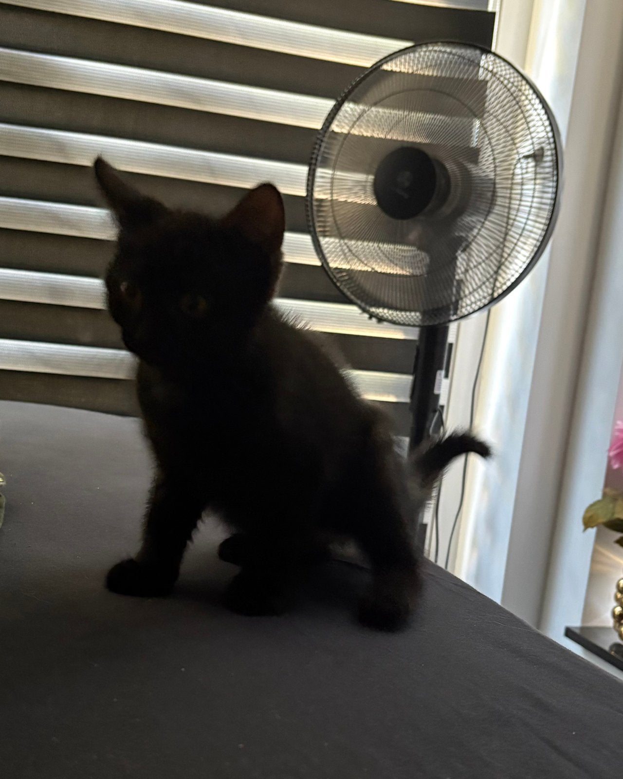 Kitten, Dieren en Toebehoren, Katten en Kittens | Dekkaters