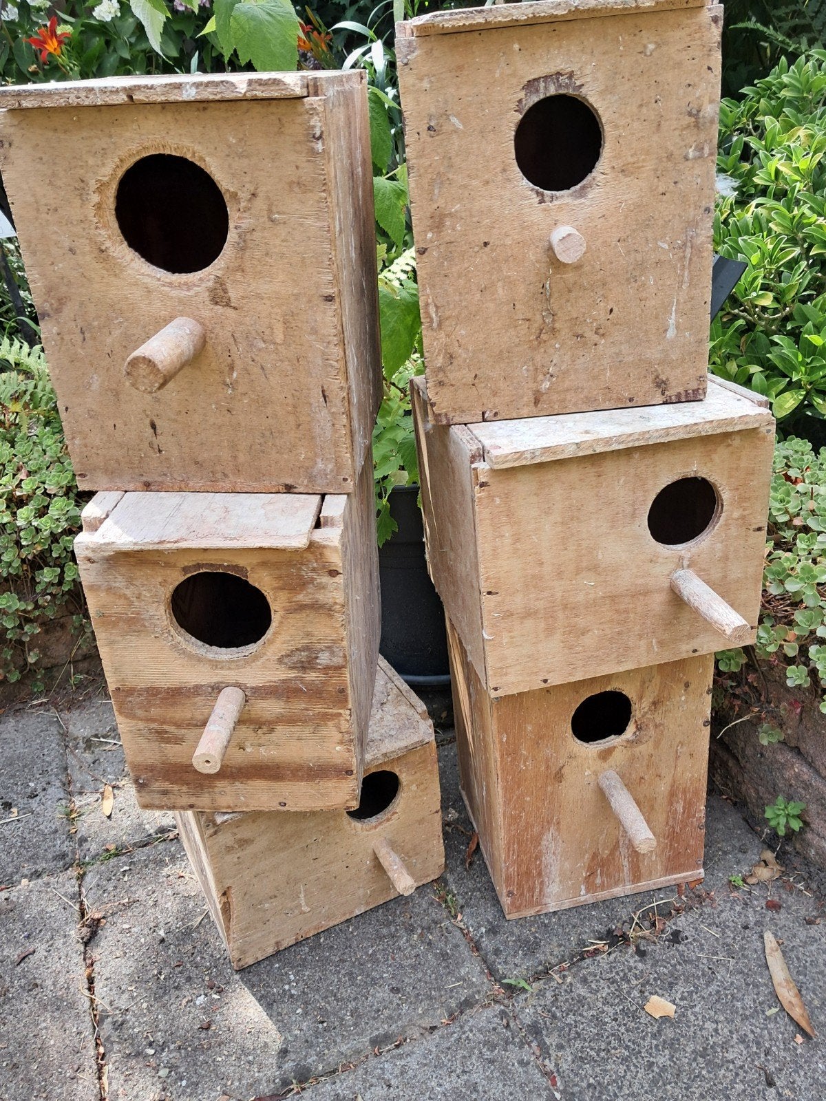Broedblokken, Meerdere dieren, Parkiet