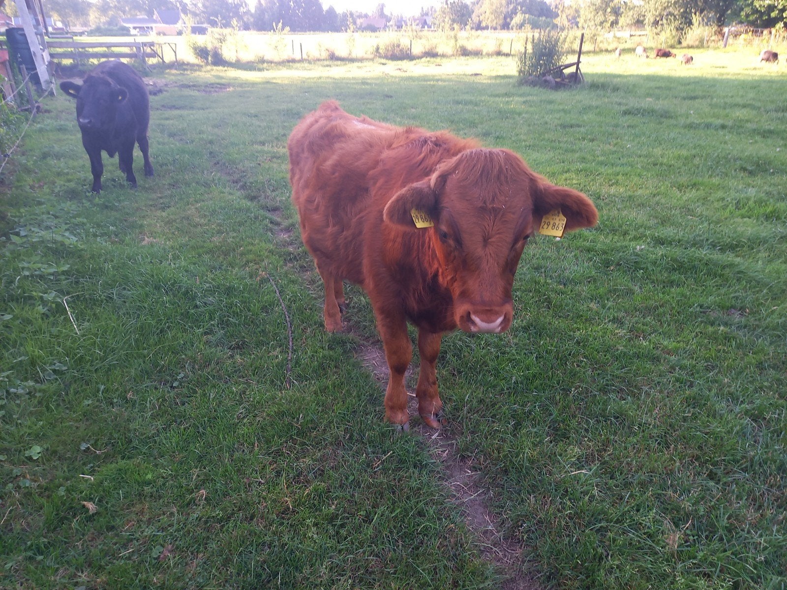 Mini galloway ossen, Dieren en Toebehoren, Runderen, Mannelijk, 0 tot 2 jaar