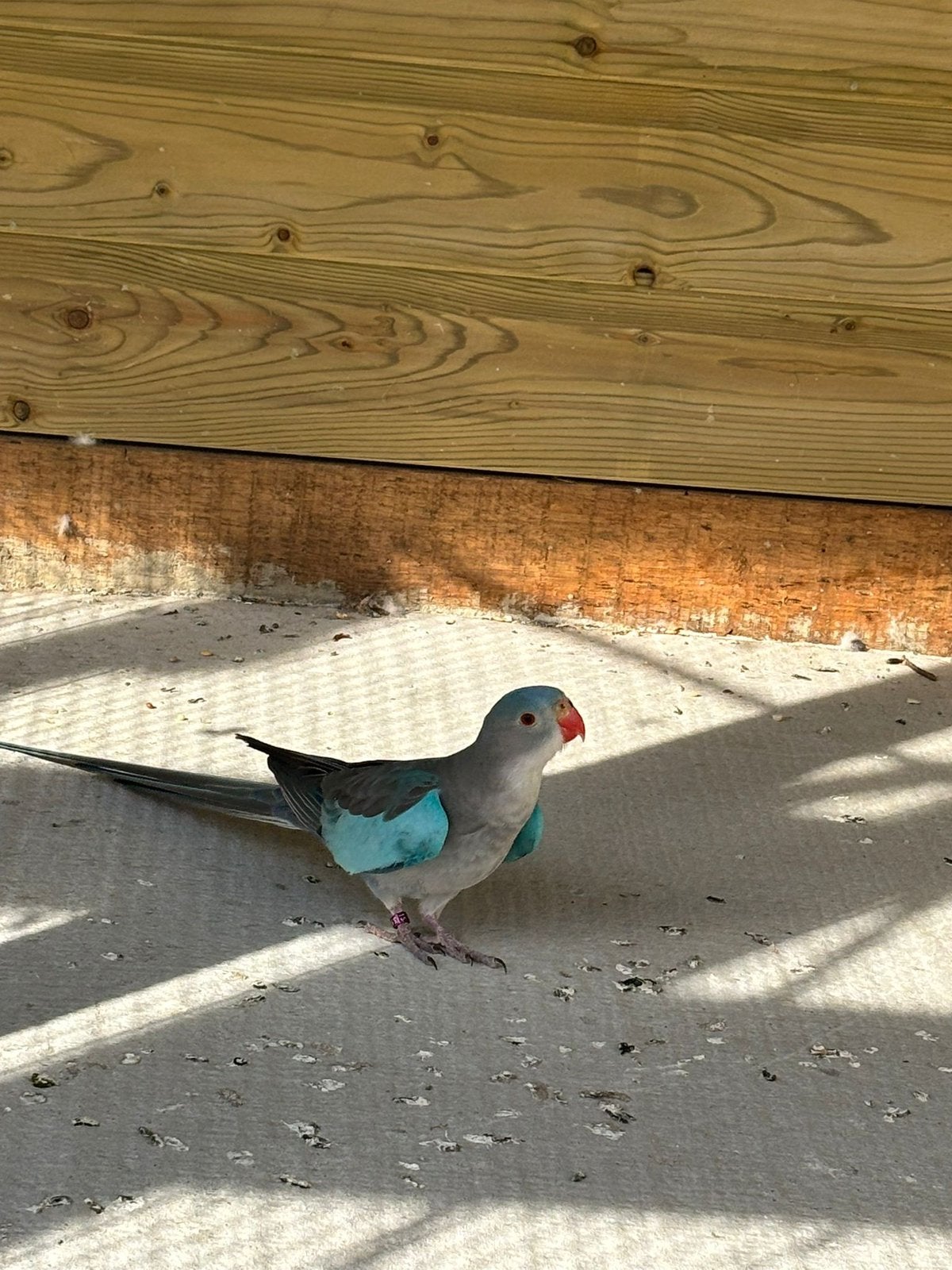 Princes van wales parkiet man, Dieren en Toebehoren, Vogels | Parkieten en Papegaaien, Mannelijk, Parkiet