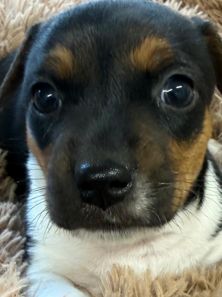Jack russel, België, Particulier, Jack Russell Terriër, 8 tot 15 weken