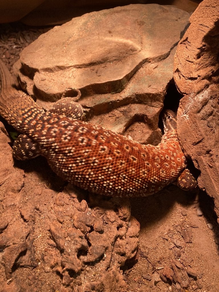 Varanus Ackies red Monitor Lizard photo 10