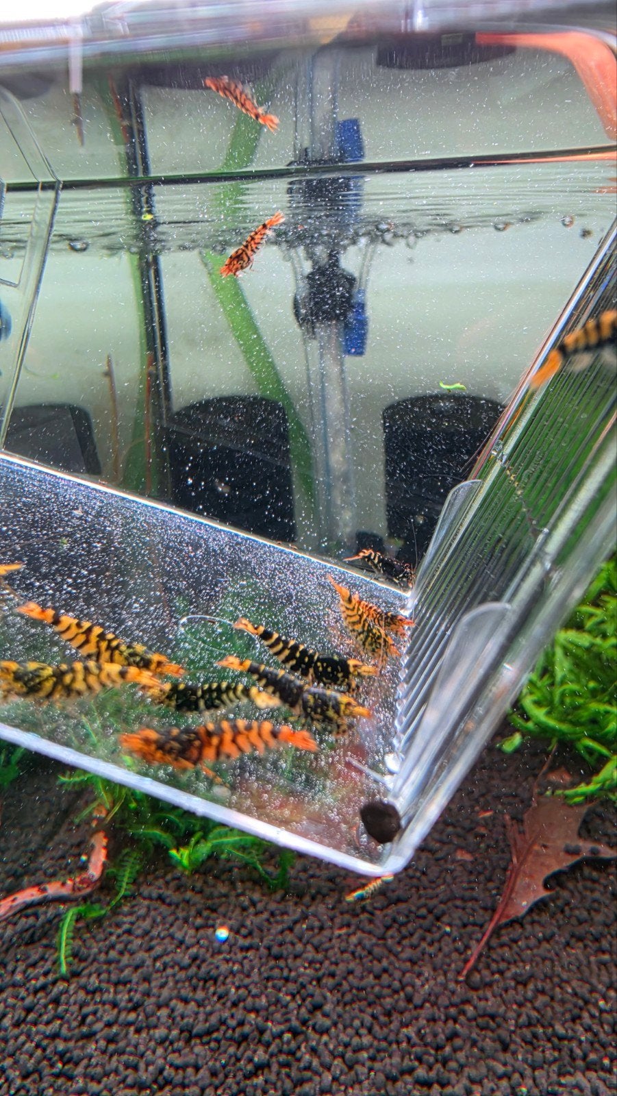 Hornets low grade  garnalen aquarium bezorging, Vis