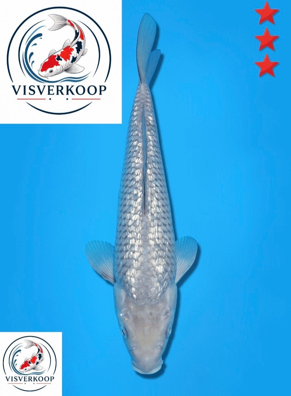 Koi Ginrin Soragoi., Dieren en Toebehoren, Karper of Koi