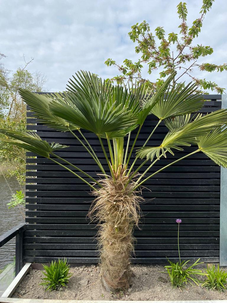 Trachycarpus Wacherianus - Winterharde Palmboom 3 stuks, Volle zon, Vaste plant, Lente, Ophalen