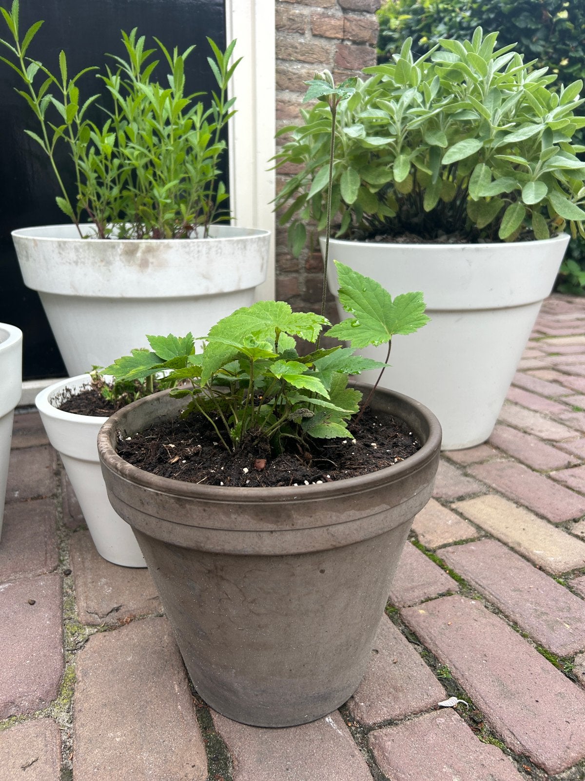 Herfstanemoon in terra cotta pot, Ophalen, Overige soorten, Volle zon