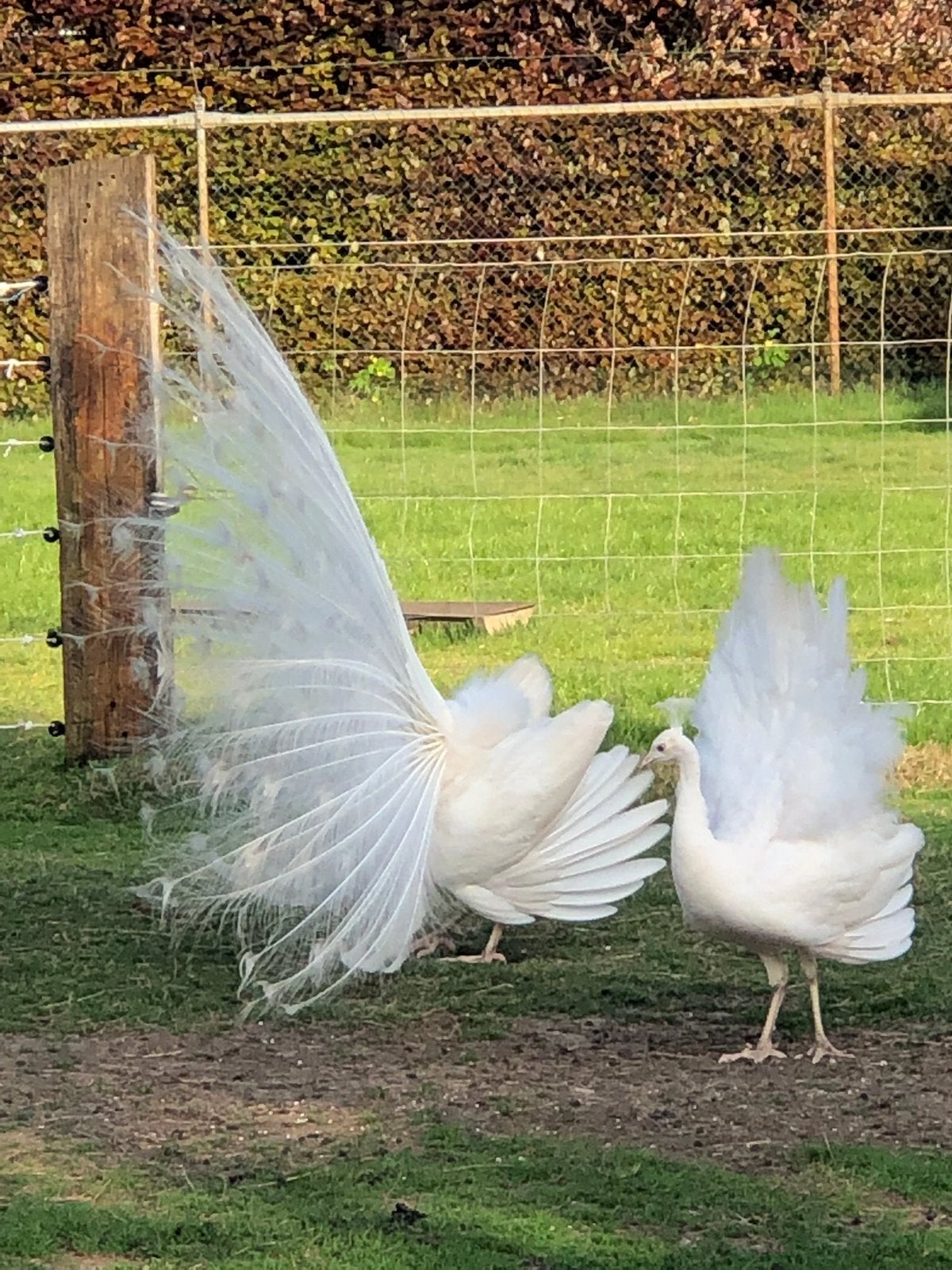 Jonge witte pauwen €35,00 p stuk, Dieren en Toebehoren, Meerdere dieren