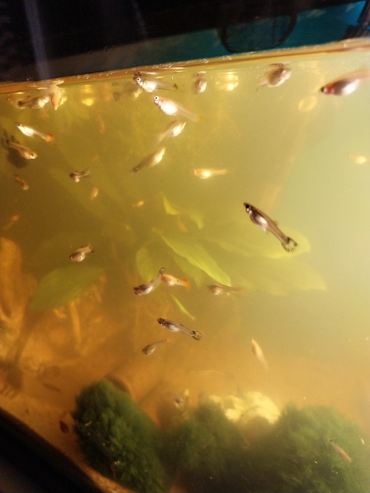 Guppy visjes, Dieren en Toebehoren, Vis