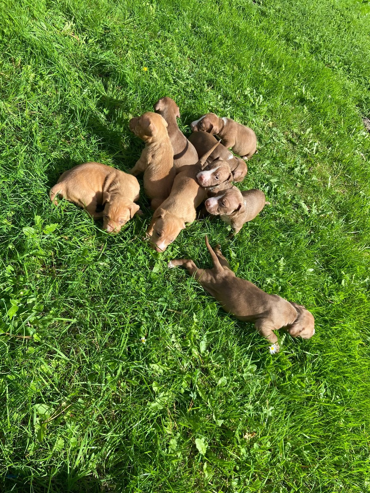 REDNOSE PITBULL PUPPY’S MOGEN BINNENKORT WEG!!, CDV (hondenziekte), 8 tot 15 weken, Meerdere, Meerdere dieren
