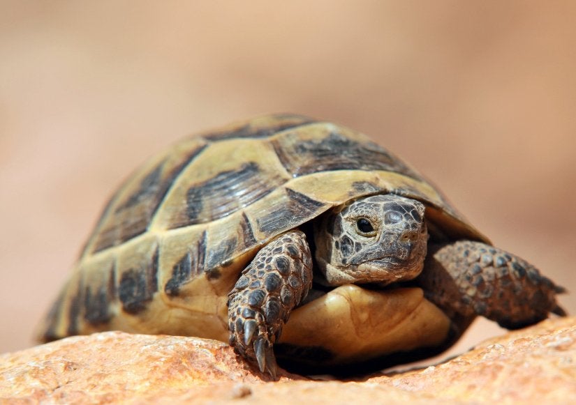 Landschildpad(den)GEZOCHT!, Schildpad, 0 tot 2 jaar