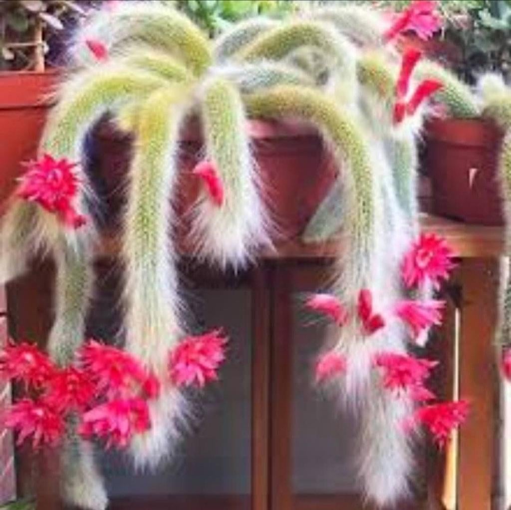 Cactus Monkeytail, Verzenden, Cactus, Volle zon, Minder dan 100 cm