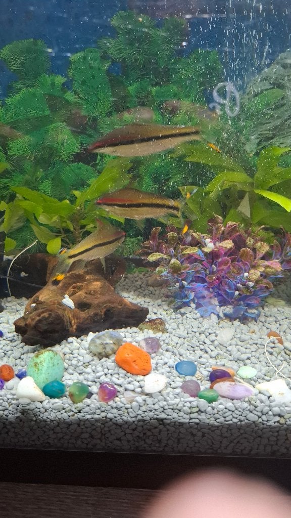 Visen, Dieren en Toebehoren, Vis, Zoetwatervis