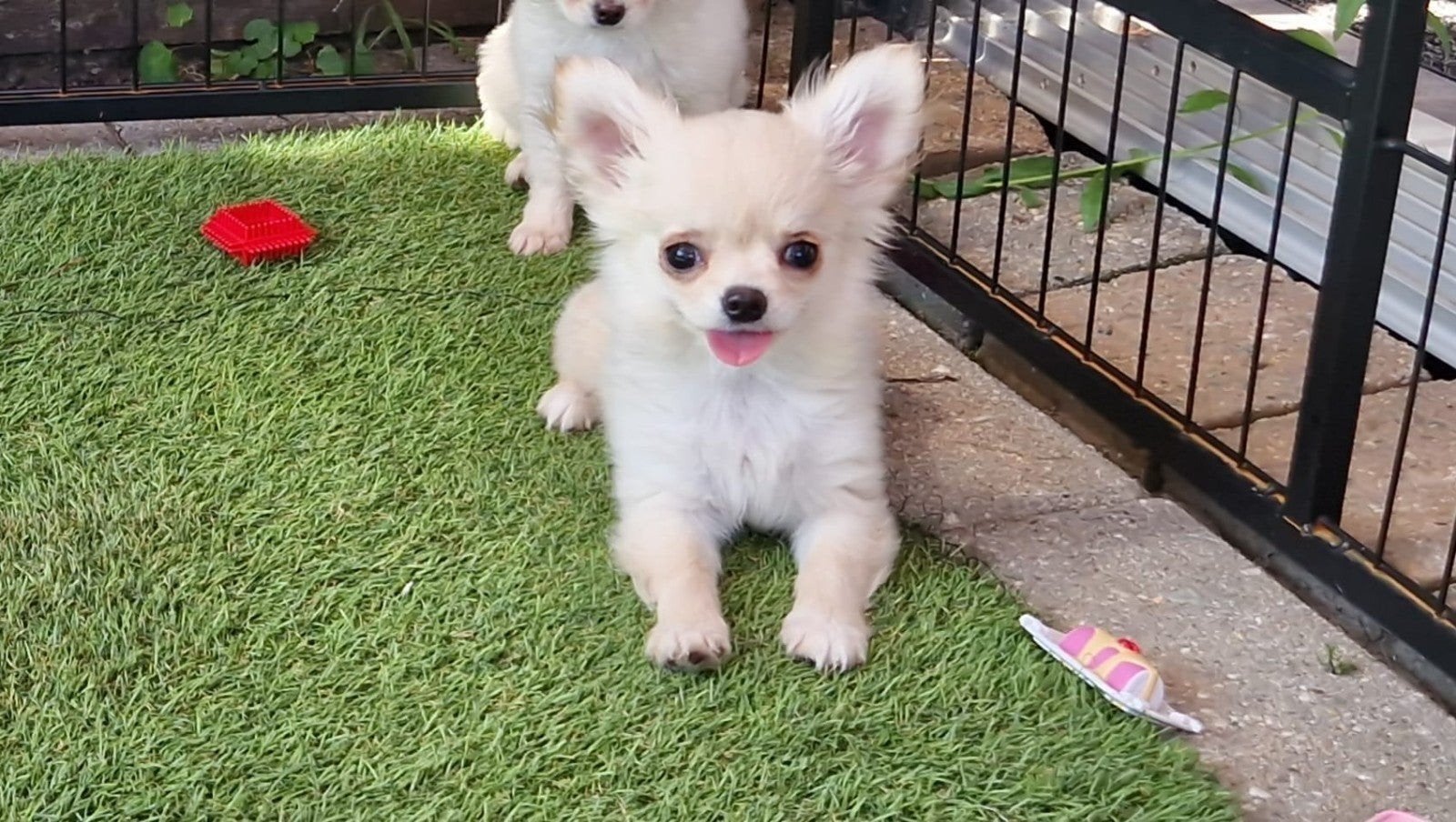 Mooie langharige chihuahua pup reutje te koop.
Zonder stambo, Dieren en Toebehoren, Honden | Chihuahua's en Gezelschapshonden