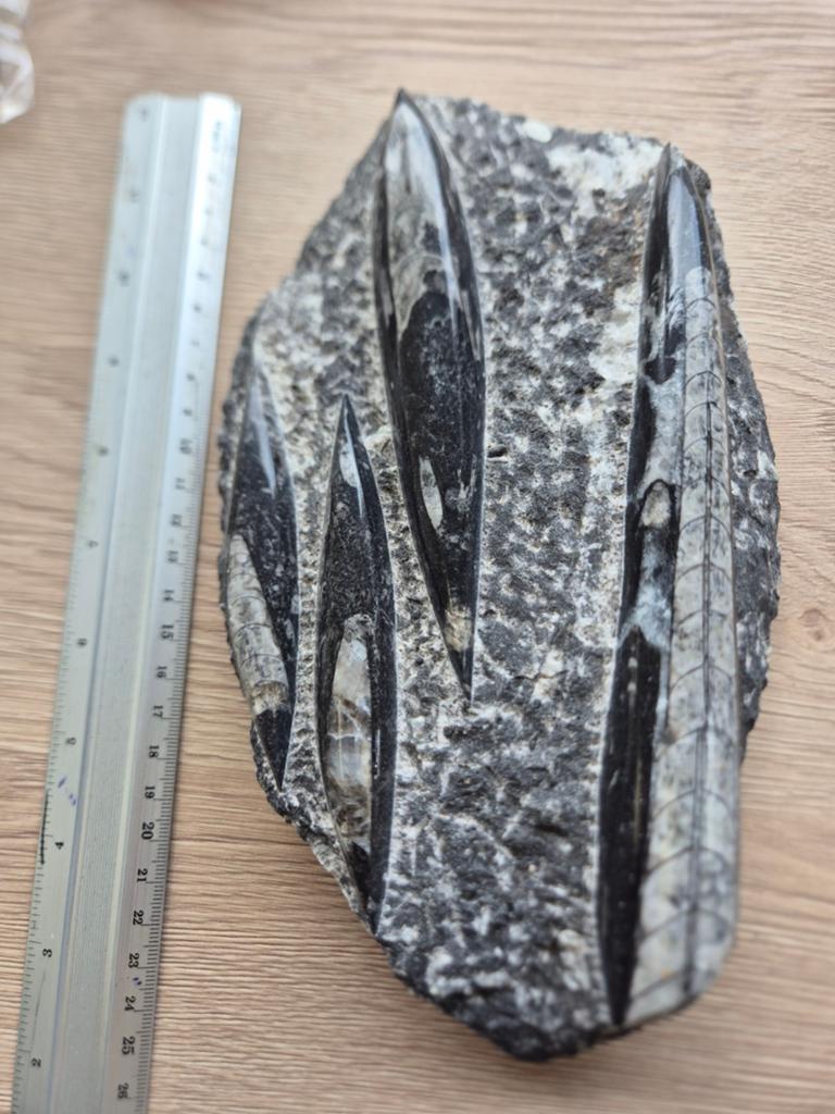Fossiele Pijlstaart Inktvis uit Marokko, Verzamelen, Mineralen en Fossielen, Ophalen of Verzenden
