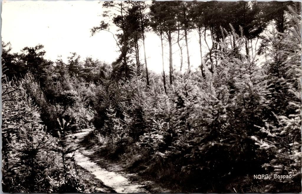 Norg - Bospad, Verzenden, 1960 tot 1980, Gelopen, Drenthe