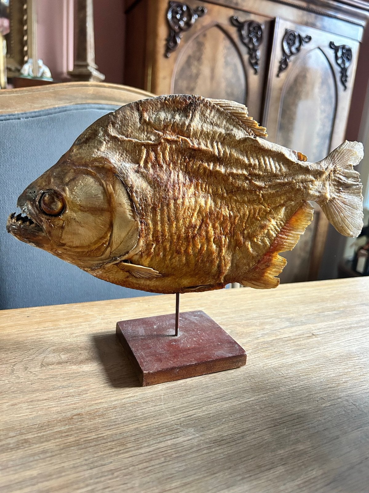 Opgezette Piranha op standaard - Uniek decoratiestuk, Ophalen of Verzenden