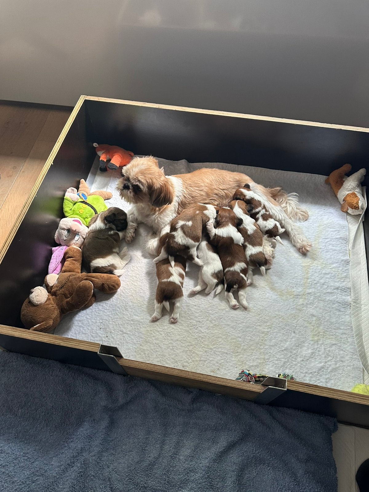 Raszuivere shih tzu pups, Dieren en Toebehoren, Honden | Chihuahua's en Gezelschapshonden, Overige rassen, 8 tot 15 weken, Parvo