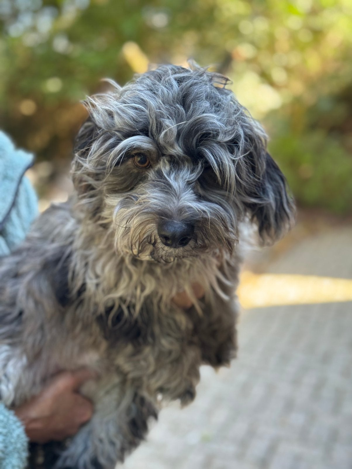 Lieve zindelijke puber pups Maltipoo en Boomer, Poedel, Parvo, Nederland, 8 tot 15 weken