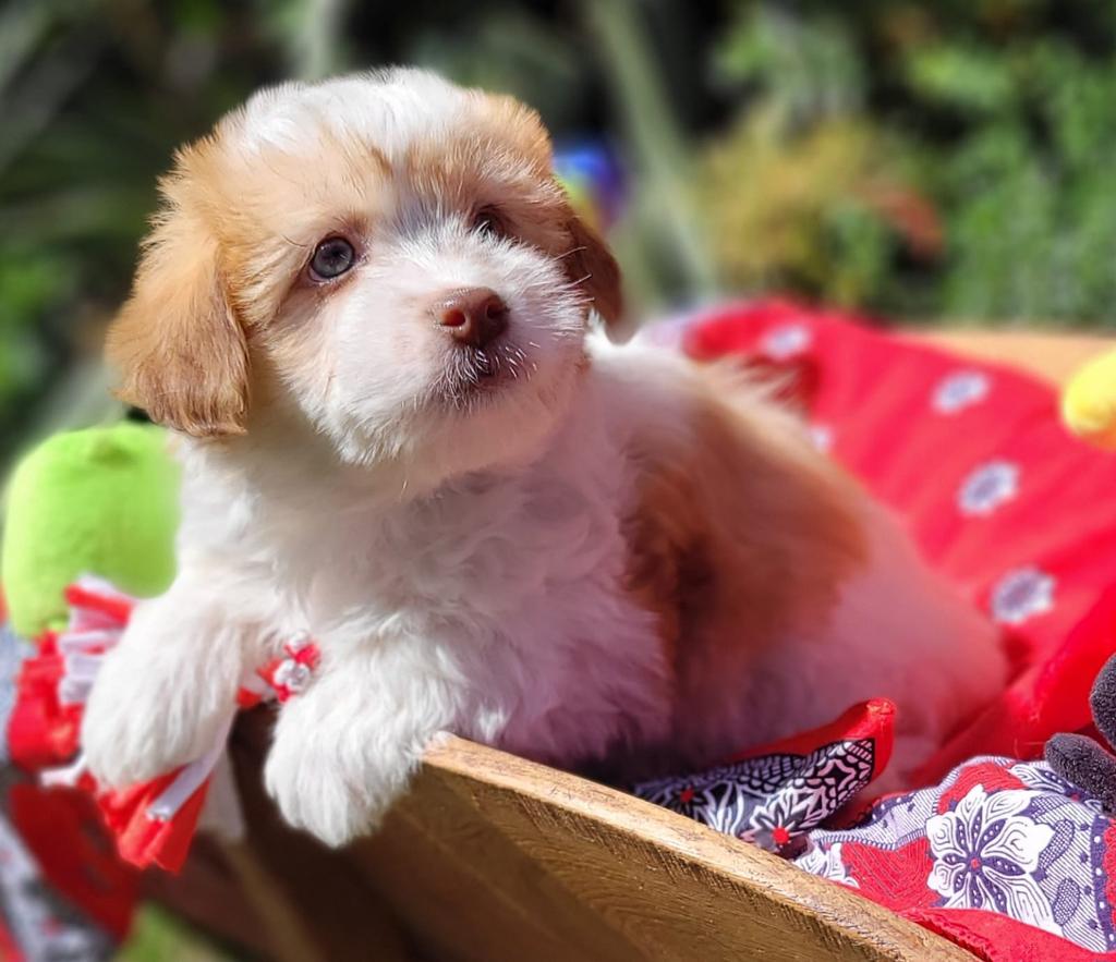 Leuke boomer pups te koop!, Parvo, Overige rassen, 8 tot 15 weken, Meerdere