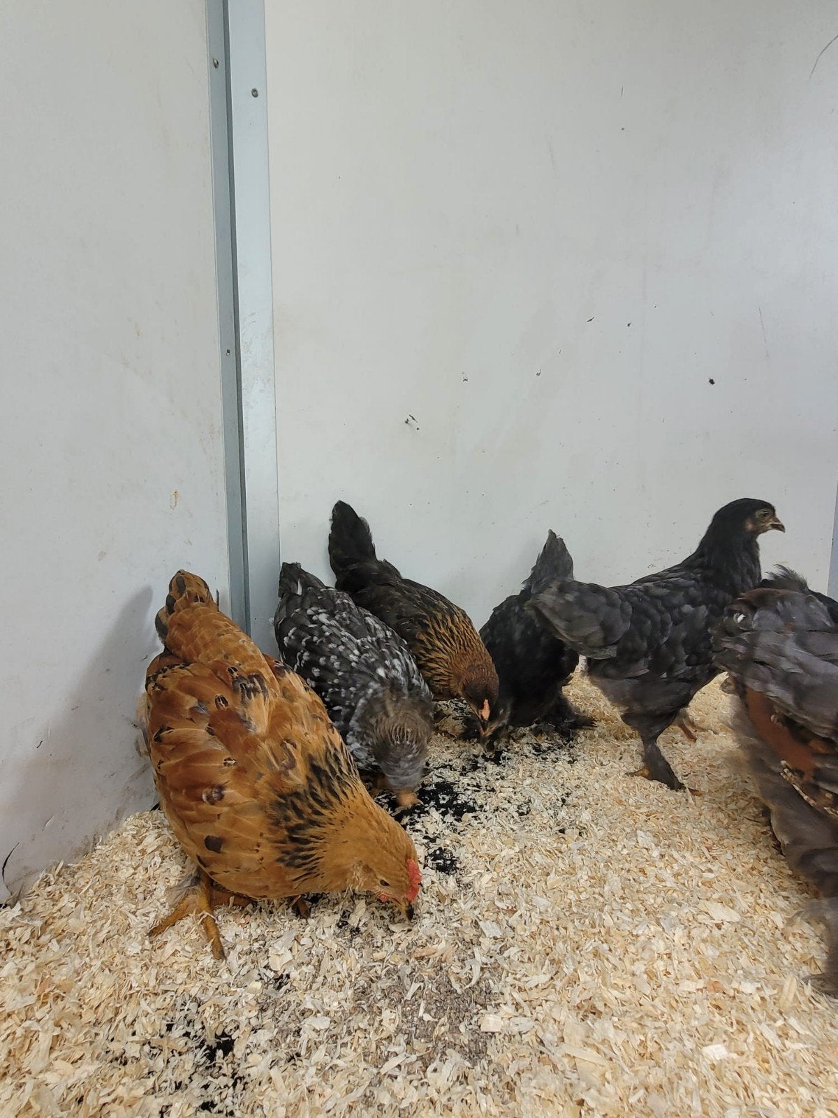 Brahma kuikens diverse kleuren, Dieren en Toebehoren, Pluimvee, Meerdere dieren, Kip