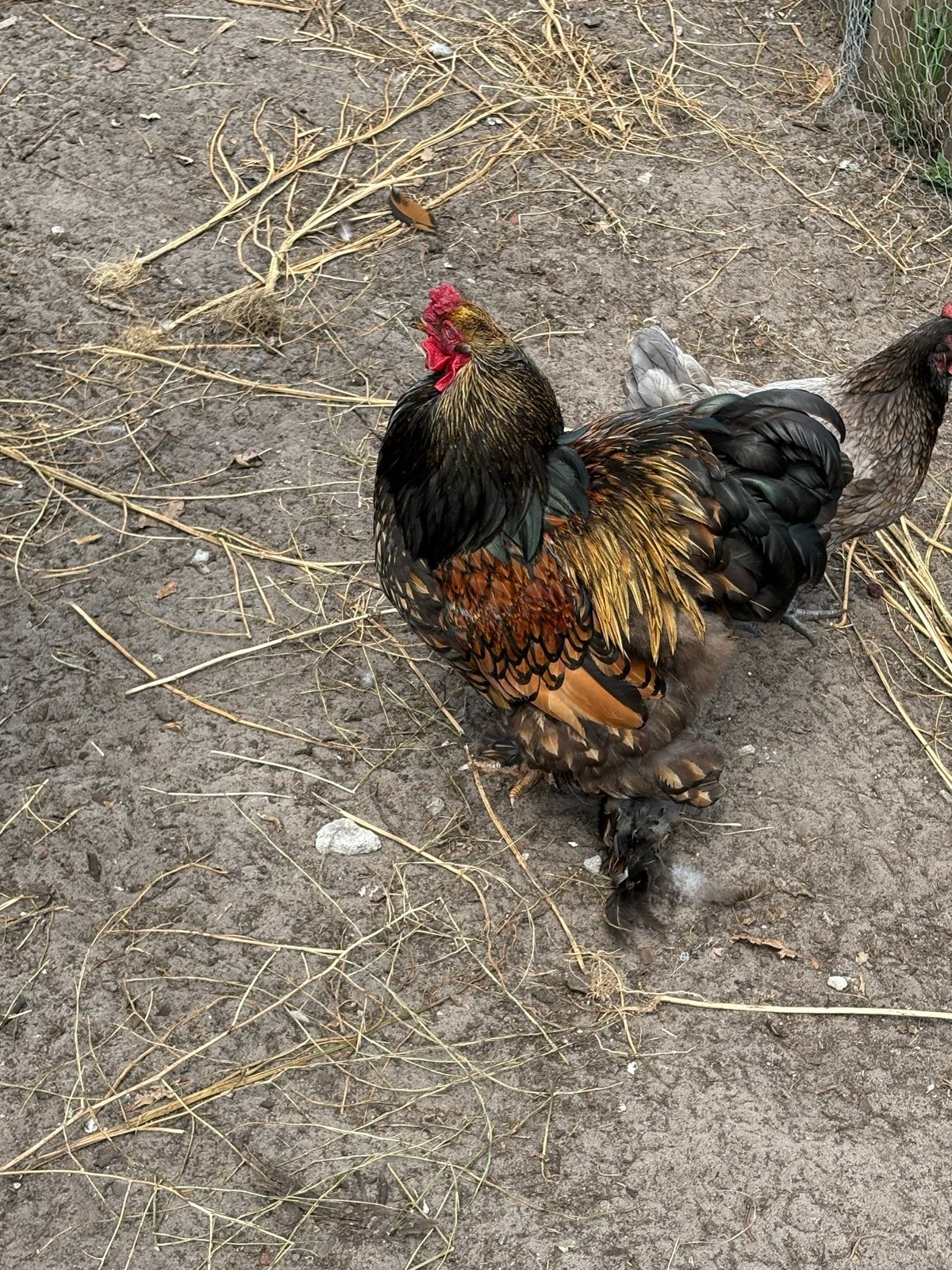 Zeer mooie haan, Dieren en Toebehoren, Pluimvee, Mannelijk, Kip