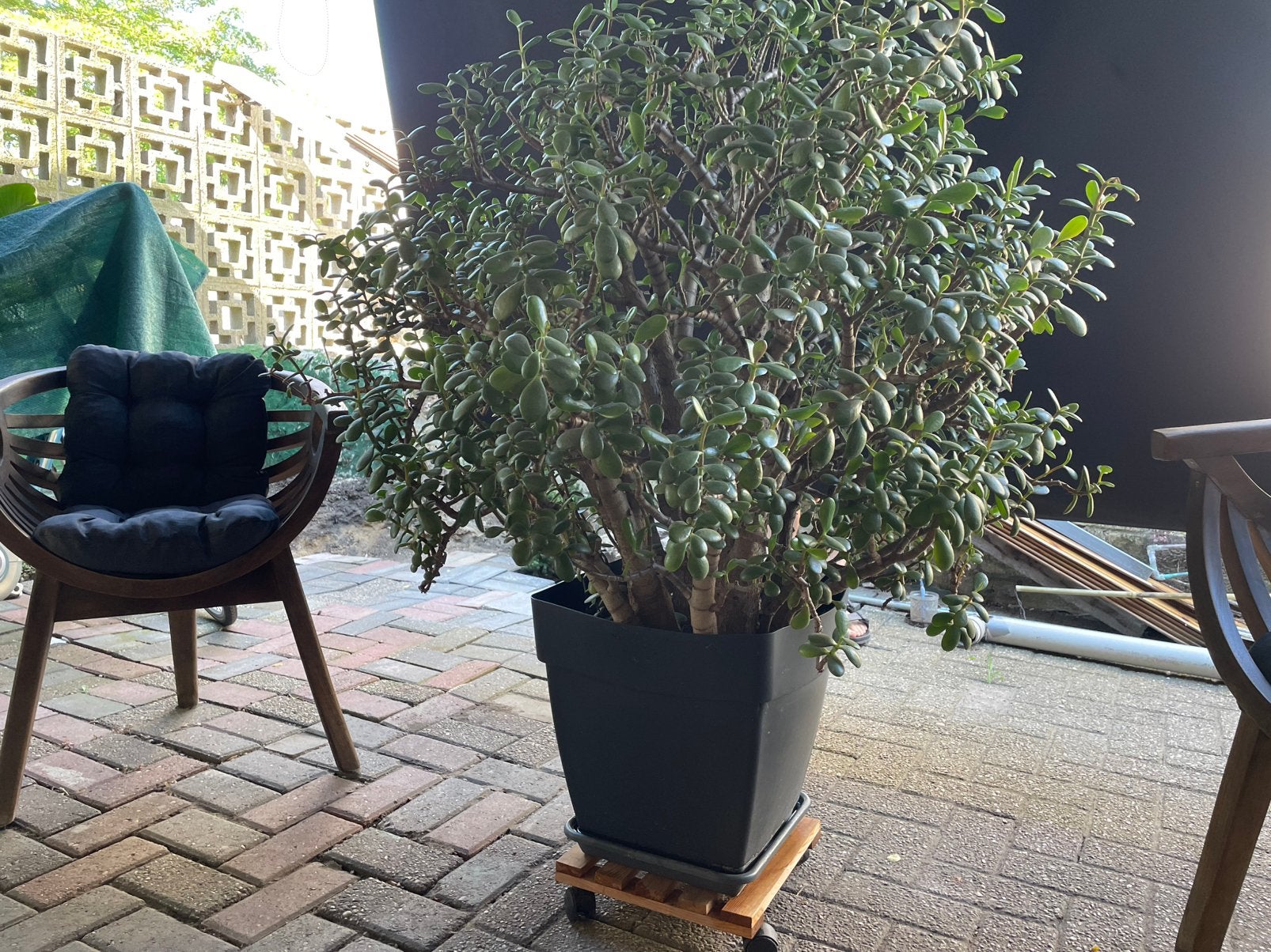 Crassula ovata, vetplant, Ophalen, Vetplant, Halfschaduw, 100 tot 150 cm