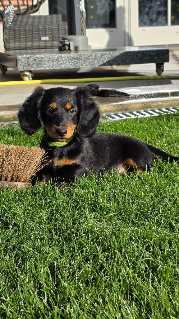 Langharige dwergteckelpup met stamboom, Parvo, Reu, 8 tot 15 weken, Dwerg