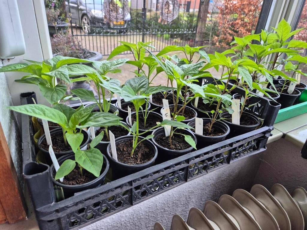 Peperplantjes, Ophalen, Eenjarig, Overige soorten, Volle zon