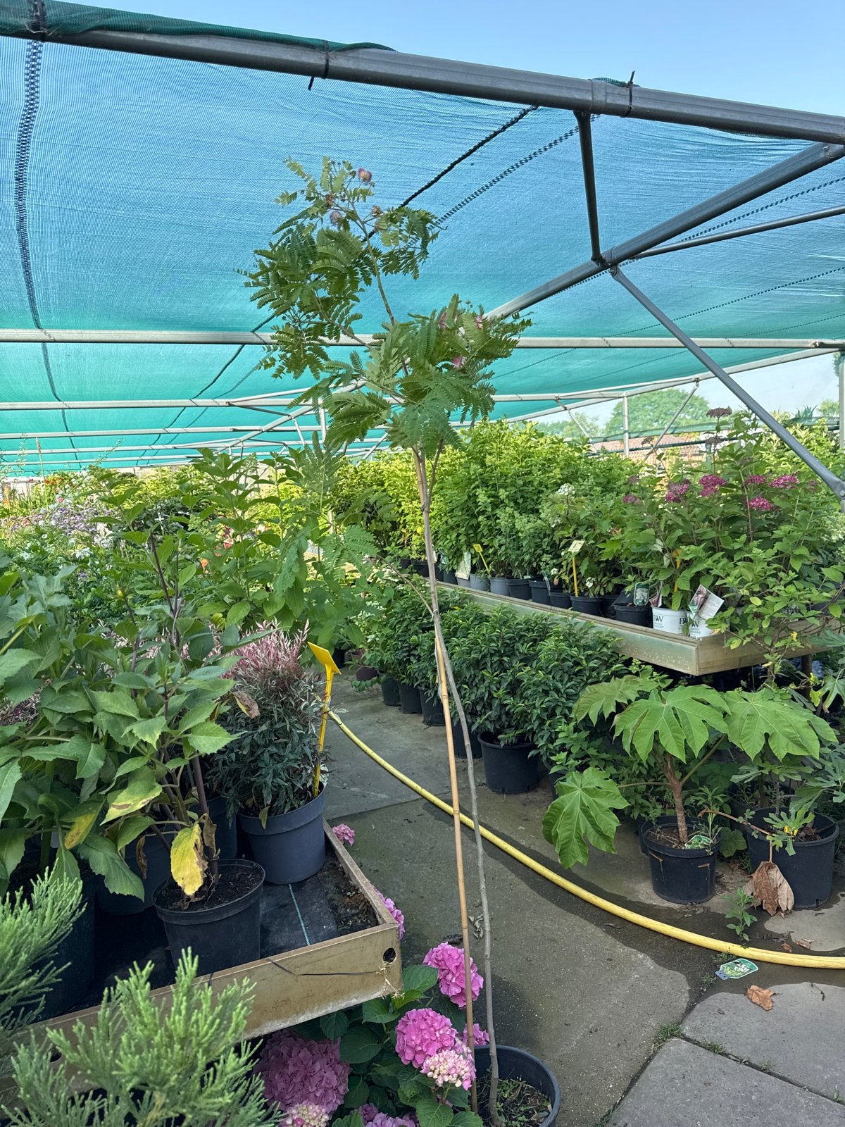 Albizia 175/200 cm met knop en bloemen, Tuin en Terras, Planten | Bomen, Overige soorten, 100 tot 250 cm, Zomer, Ophalen